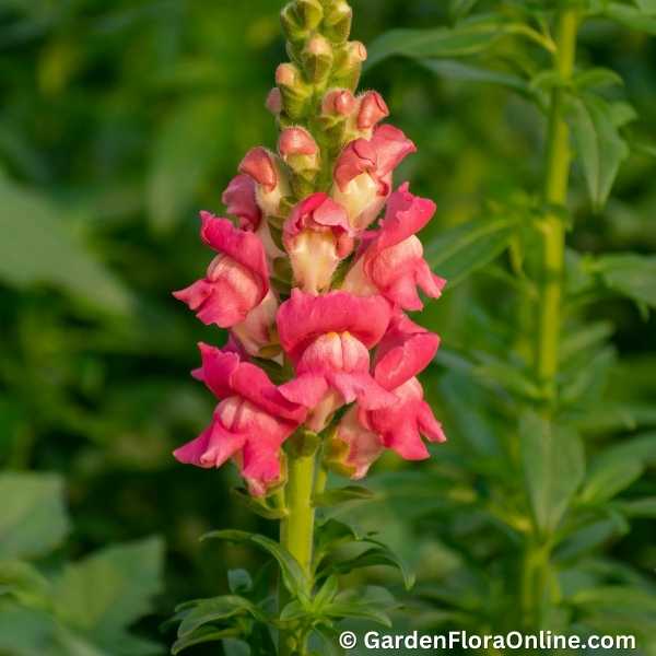 Antirrhinum majus (Snapdragon) - Image 4