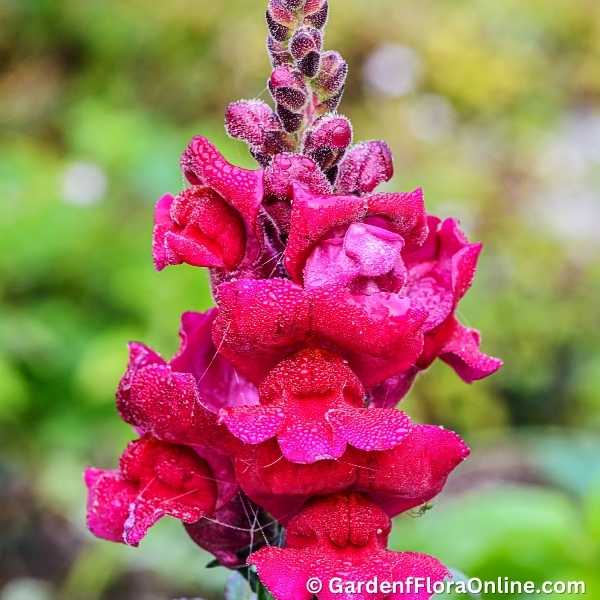 Antirrhinum majus (Snapdragon) - Image 3