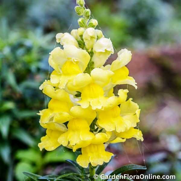 Antirrhinum majus (Snapdragon) - Image 2