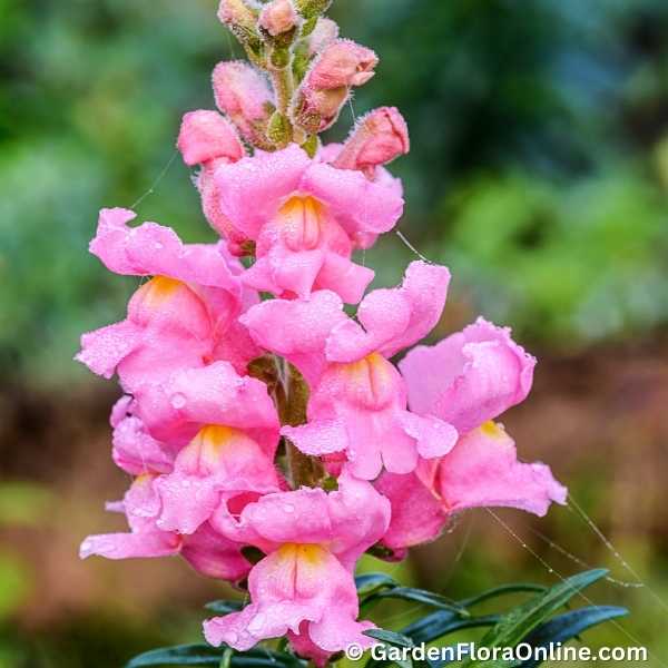 Antirrhinum majus (Snapdragon)