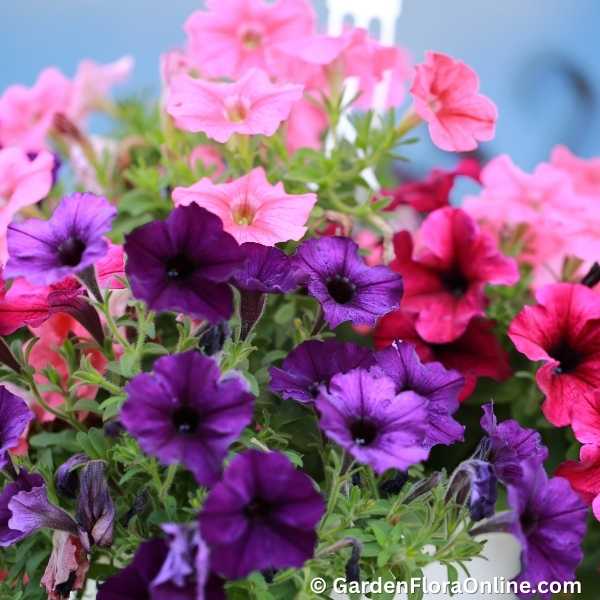 Petunia × hybrida (Garden Petunia)