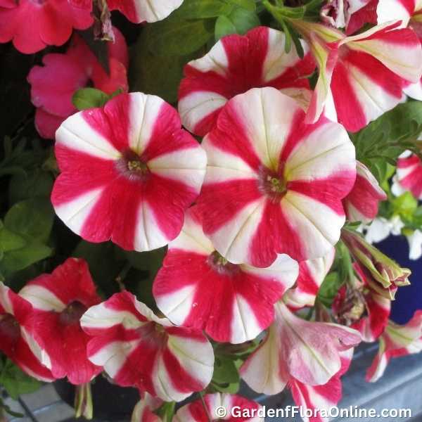 Garden Petunia