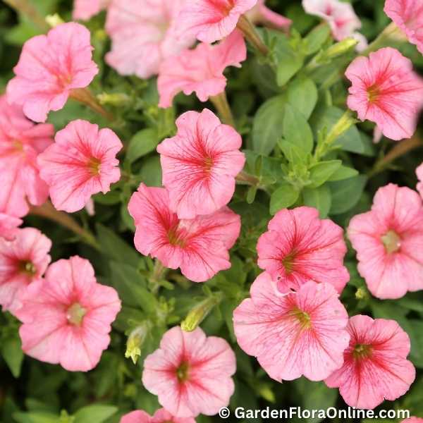 Garden Petunia