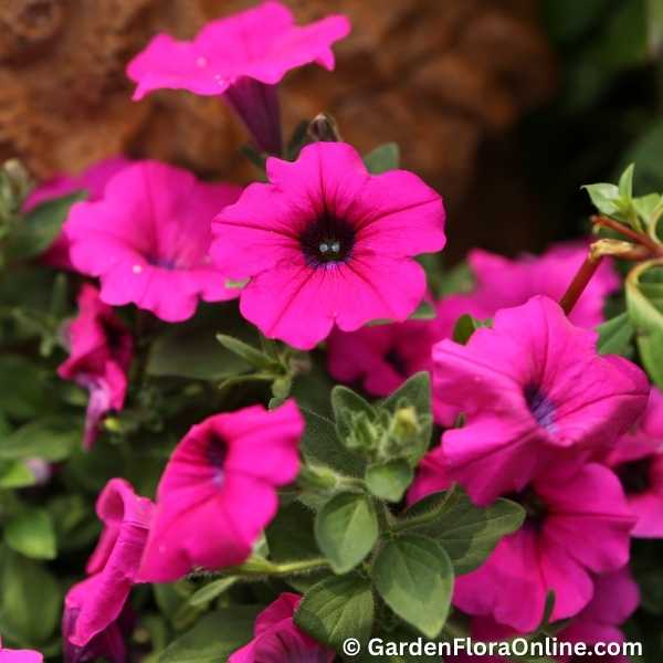 Garden Petunia
